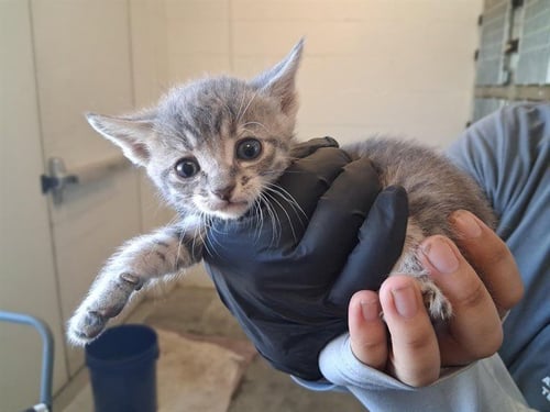 A163935 - Domestic Short Hair available for adoption