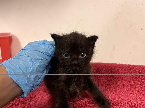 A164960 - Domestic Short Hair available for adoption