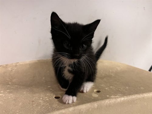 A163529 - Domestic Short Hair available for adoption