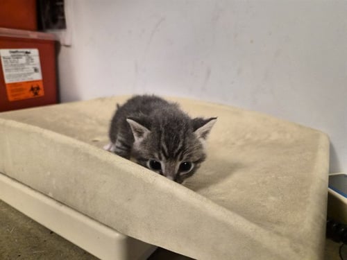 A163446 - Domestic Short Hair available for adoption