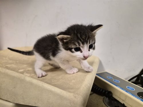 A163448 - Domestic Short Hair available for adoption