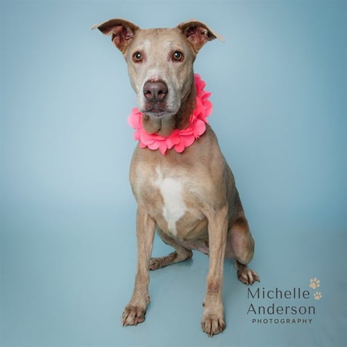 PUMPKIN - Labrador Retriever for adoption in Corona