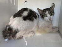 A165350 - Photo 1