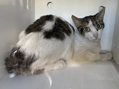 A165350 - Domestic Medium Hair available for adoption