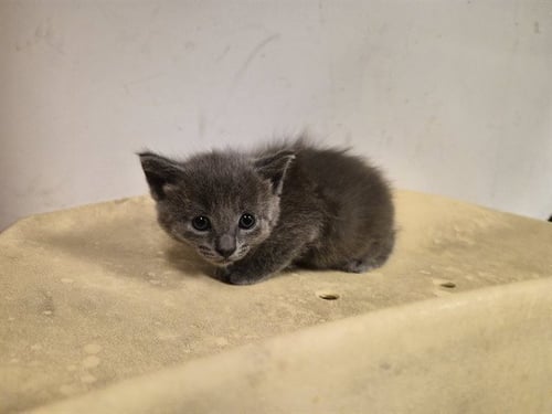 A163346 - Domestic Short Hair for adoption in Irvine