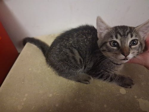 A165096 - Domestic Short Hair available for adoption
