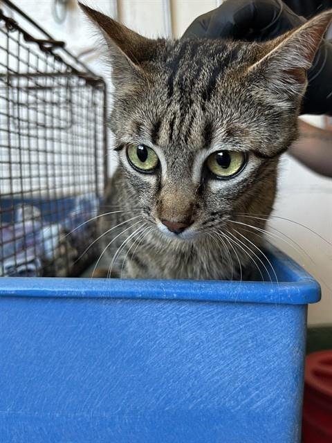 A164120 - Domestic Short Hair for adoption in Corona