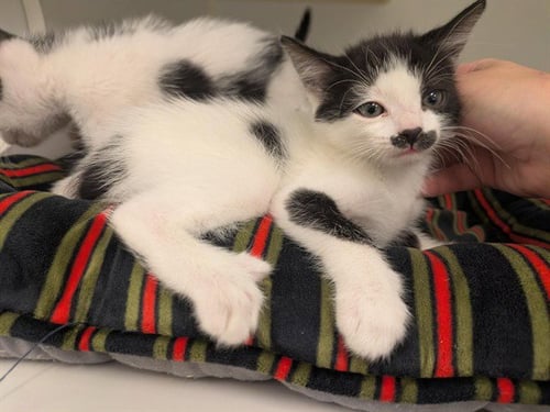 MOCHI - Domestic Short Hair available for adoption