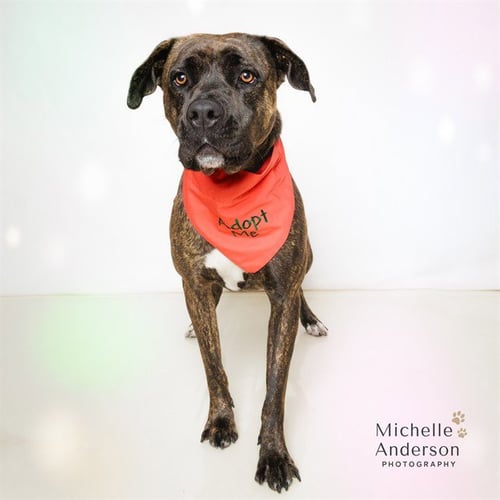 COCO - Pit Bull Terrier for adoption in Corona