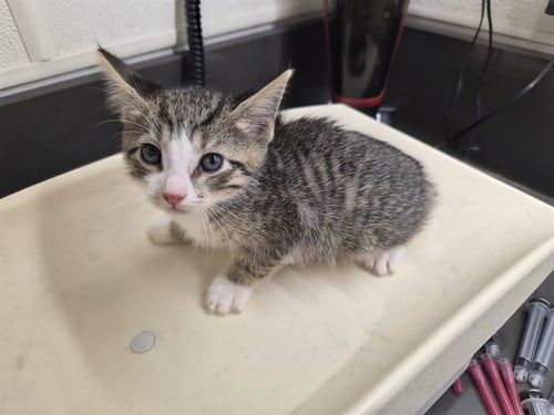 A164978 - Domestic Short Hair available for adoption