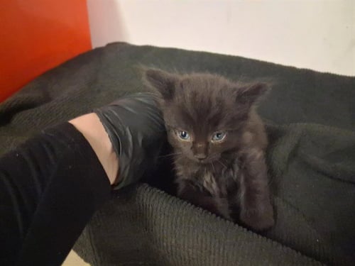 A164203 - Domestic Long Hair available for adoption