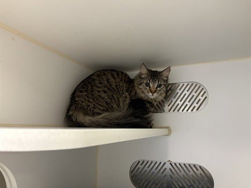 A163288 - Domestic Long Hair available for adoption