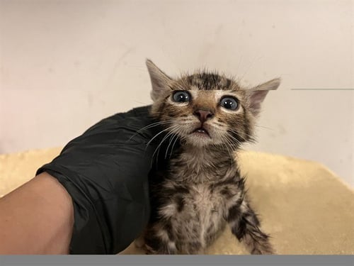 A165454 - Domestic Short Hair available for adoption