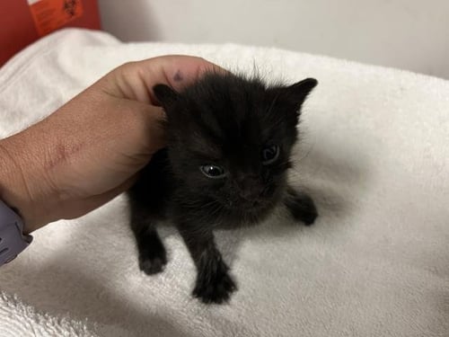 A165318 - Domestic Short Hair available for adoption