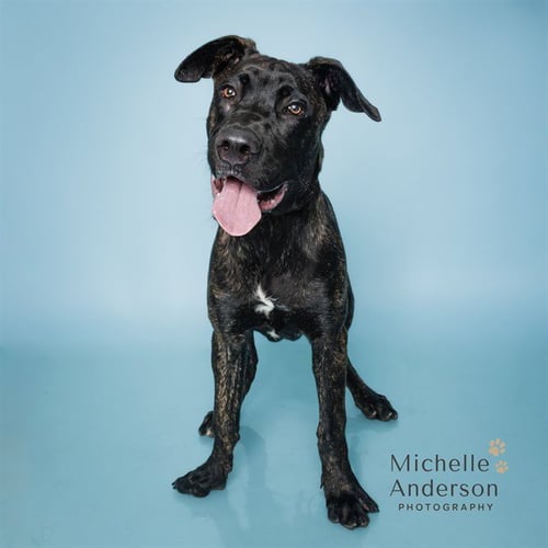 COLEMAN - Mastiff available for adoption