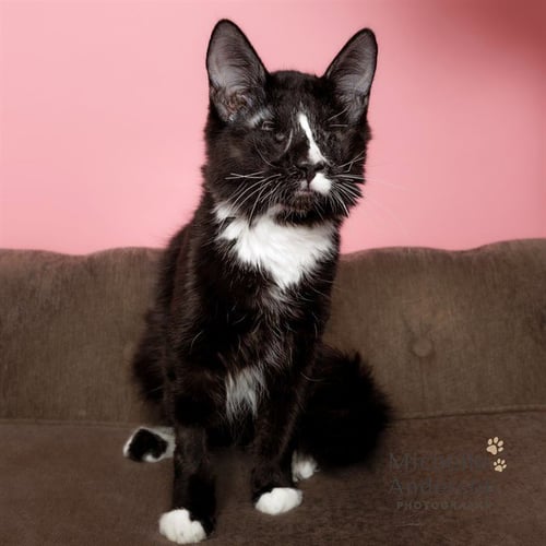 A163892 - Domestic Short Hair available for adoption