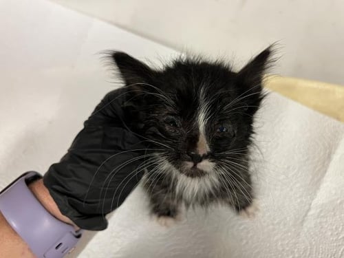A163892 - Domestic Short Hair available for adoption