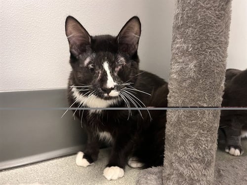 A163892 - Domestic Short Hair available for adoption