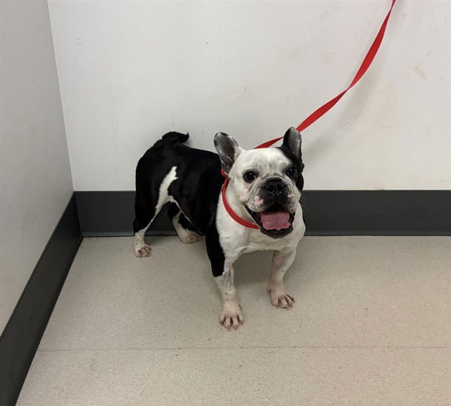 GREMLIN - English Bulldog available for adoption