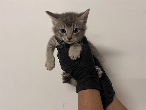 A166018 - Domestic Short Hair available for adoption