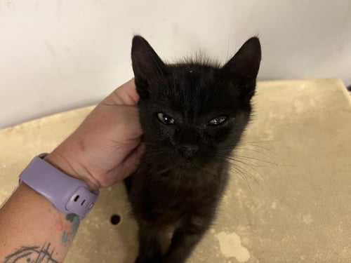 A164556 - Domestic Short Hair available for adoption