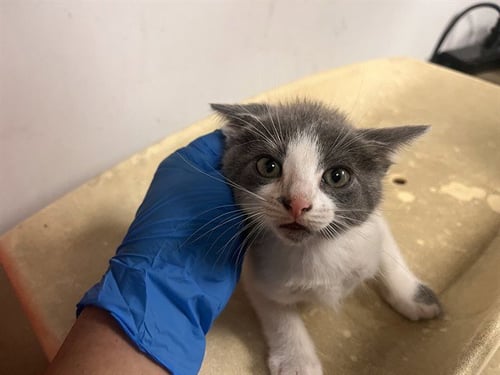 A165352 - Domestic Short Hair available for adoption