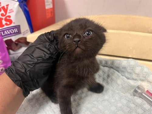 A165838 - Domestic Short Hair available for adoption