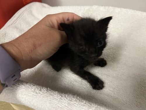 A165319 - Domestic Short Hair available for adoption