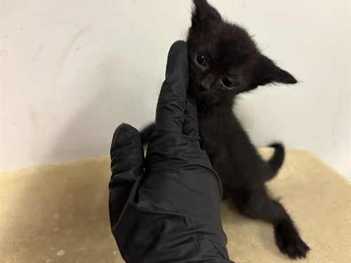 A163499 - Domestic Short Hair for adoption in Irvine