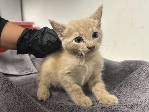A165935 - Domestic Short Hair available for adoption