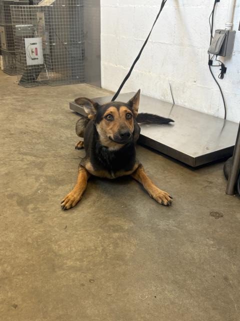 A164557 - German Shepherd Dog available for adoption