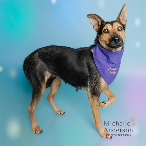 DIXIE - German Shepherd Dog for adoption in Corona