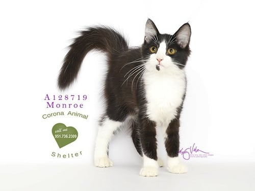 TESS - Domestic Long Hair available for adoption