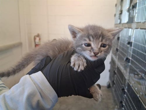 A163934 - Domestic Short Hair available for adoption