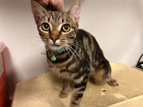 A165643 - Domestic Short Hair available for adoption