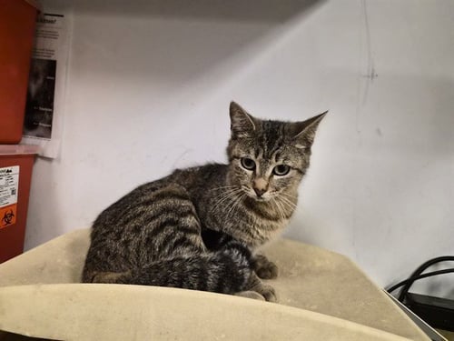 A163342 - Domestic Short Hair available for adoption