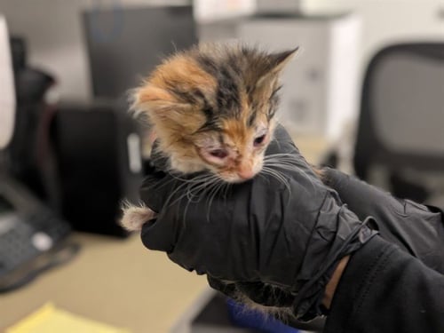 A163489 - Domestic Short Hair for adoption in Irvine
