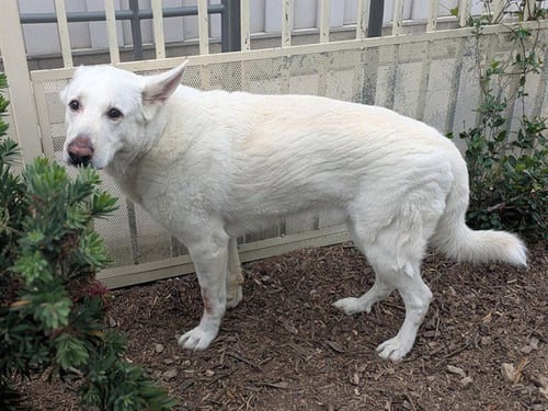 MAXIMUS - German Shepherd Dog / Great Pyrenees for adoption in Corona