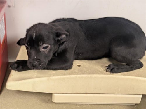 PIXIE - Labrador Retriever available for adoption