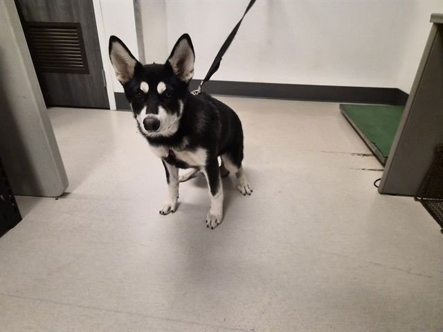 SIENNA - Siberian Husky available for adoption