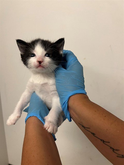 A164398 - Domestic Short Hair available for adoption