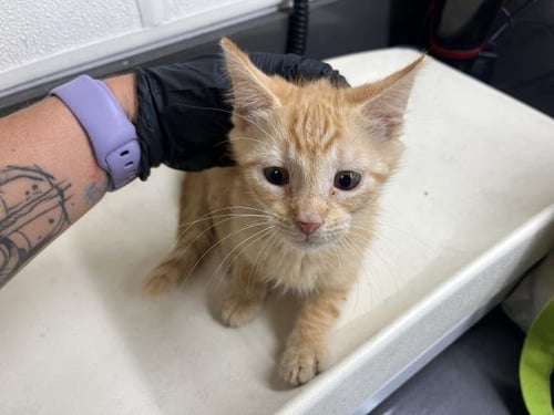 A163902 - Domestic Medium Hair available for adoption
