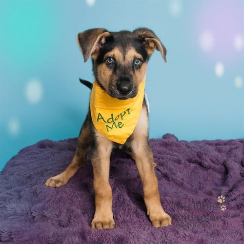 A164559 - German Shepherd Dog available for adoption