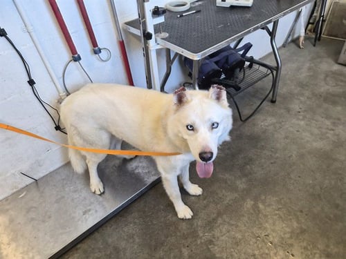 DENALI - Siberian Husky available for adoption