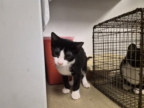A164437 - Domestic Short Hair available for adoption