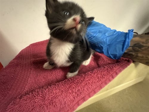 A164983 - Domestic Short Hair available for adoption