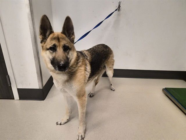 JUNIE - German Shepherd Dog available for adoption