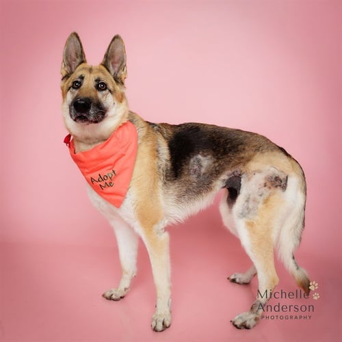 JUNIE - German Shepherd Dog available for adoption