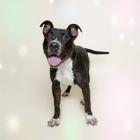 BISCUIT - Photo 1