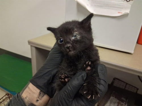 A164296 - Domestic Short Hair available for adoption